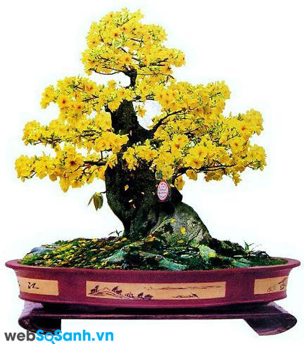 5 điều không thể bỏ qua khi chọn cành mai ngày Tết | websosanh.vn 5 Điều Không Thể Bỏ Qua Khi Chọn Cành Mai Ngày Tết | Websosanh.Vn
