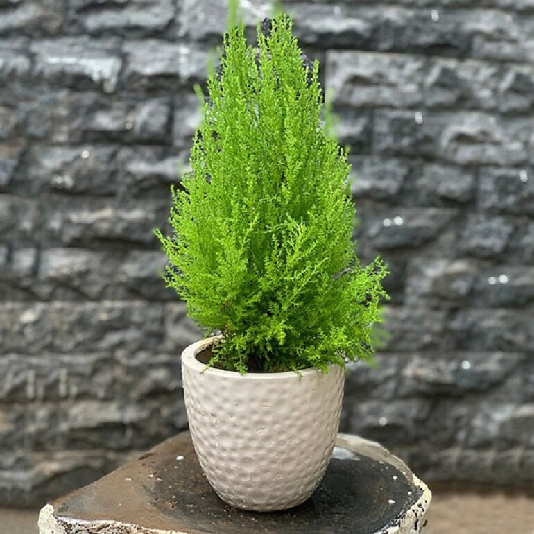 Cây thông Noel để bàn