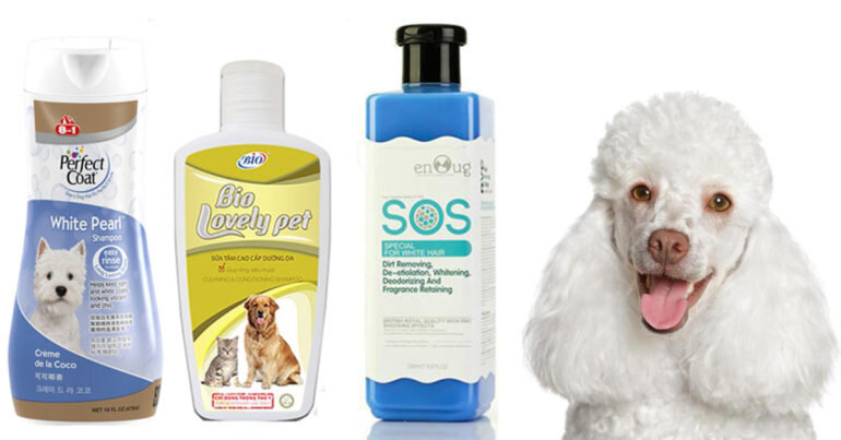 Chọn sữa tắm cho chó poodle của các thương hiệu uy tín và phù hợp với da và lông của poodle trắng
