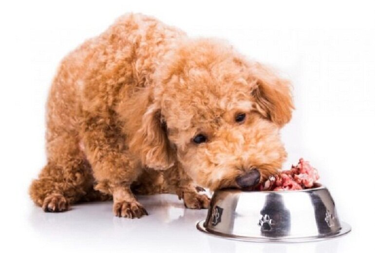 Thức Ăn Cho Chó Poodle 2 Tháng Tuổi Những Điều Bạn Cần Biết | Websosanh.Vn