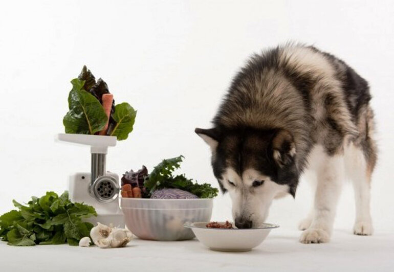 You should supplement fiber-rich vegetable foods for Alaskan dogs