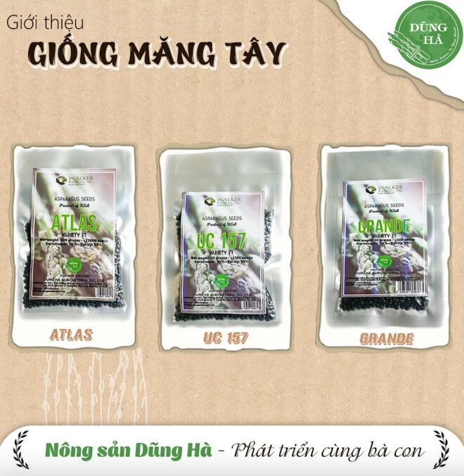 Nông sản Dũng Hà - Doanh nghiệp đưa măng tây và giống măng tây phát triển nở rộ trên thị trường