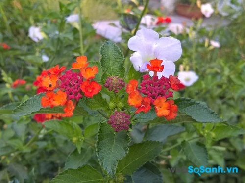 Camera Lumia 640 XL đã xử lý tốt trong việc lấy nét các bông hoa