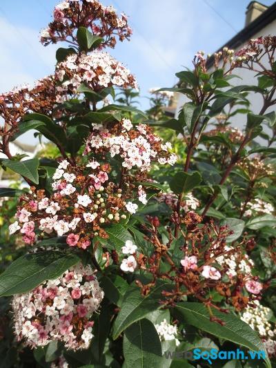 Ảnh chụp từ máy ảnh compact Canon IXUS 115 HS tại tiêu cự 24 mm, khẩu độ f/2.7 và ISO 100 Ảnh chụp từ máy ảnh compact Canon IXUS 115 HS tại tiêu cự 24 mm, khẩu độ f/2.7 và ISO 100