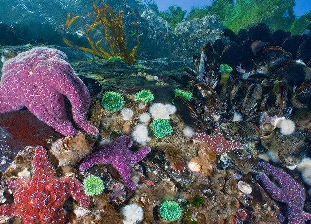 Purple sea stars. (Photo by David Hall)