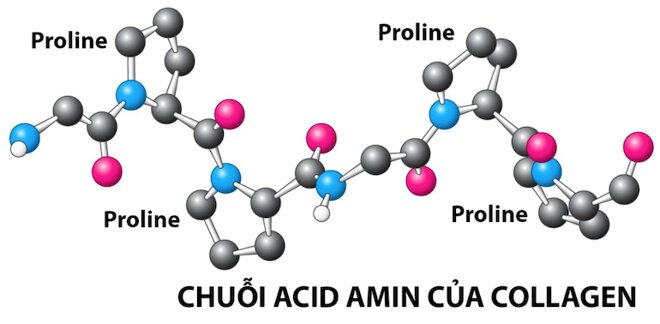 Collagen là một loại protein trong cơ thể con người, có tới 25% tổng lượng protein này trong cơ thể và chiếm đến 70% cấu trúc da.