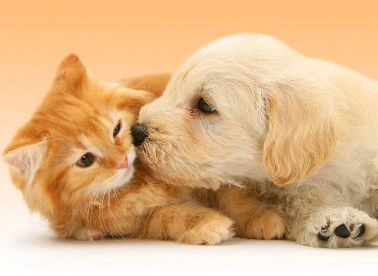 Learn about the best dog and cat shampoos recommended by experts