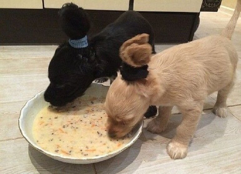 Feed your puppies thin porridge when they are 1 month old