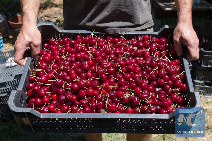 Cherry nhập khẩu mua ở đâu đảm bảo chất lượng là điều nhiều người tiêu dùng băn khoăn hiện nay