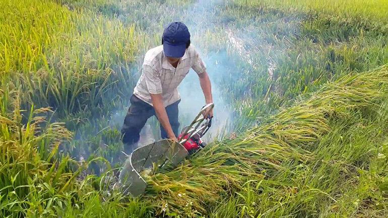 máy cắt lúa mini cầm tay máy cắt lúa mini cầm tay