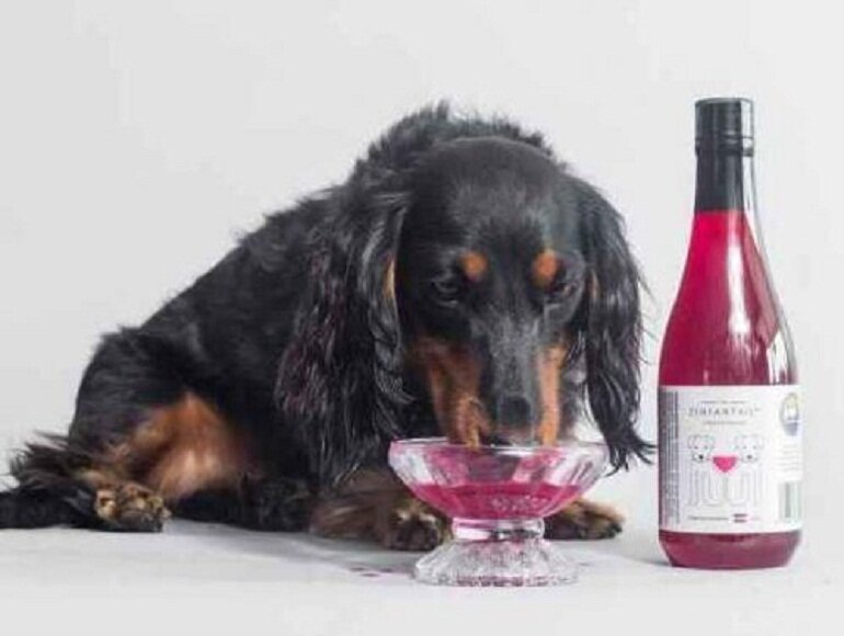 Absolutely do not let your dog drink alcohol