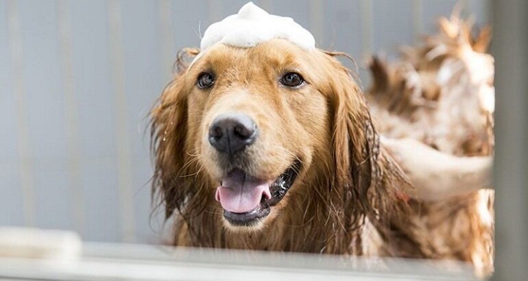 Tắm gội cho boss chó luôn sạch sẽ và thơm mát là công việc quan trọng