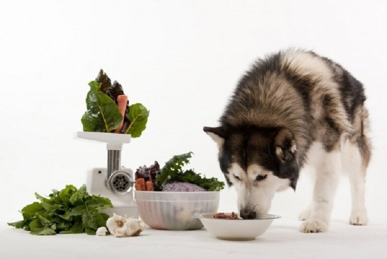Thức ăn tươi cho chó Husky