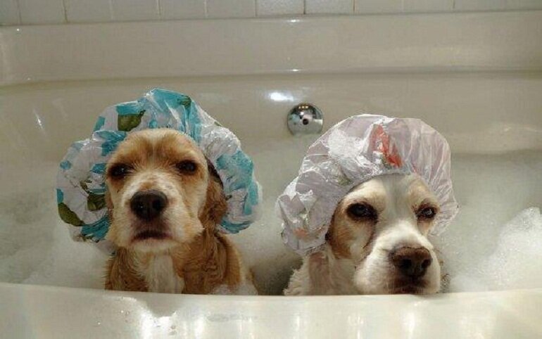 Dogs should be regularly bathed with appropriate shower gel to prevent dermatitis