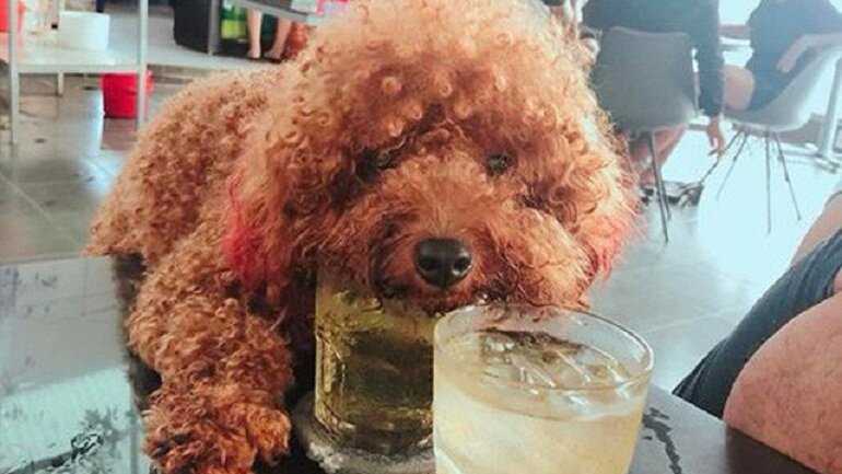 Don't forget to give your little Poodle water