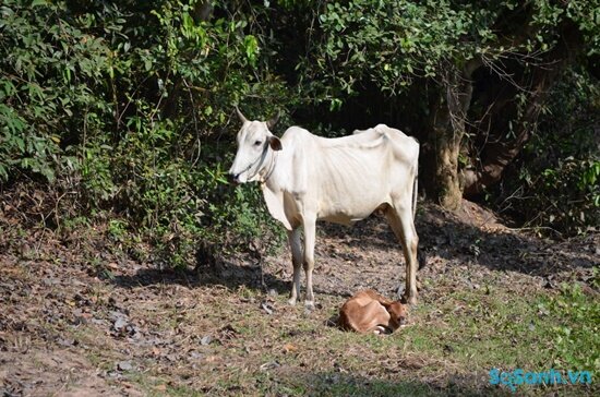 Bệnh sốt Rift Valley chủ yếu ảnh hưởng đến động vật (nguồn: internet)