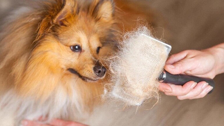 Using human shower gel can cause cats and dogs to lose hair