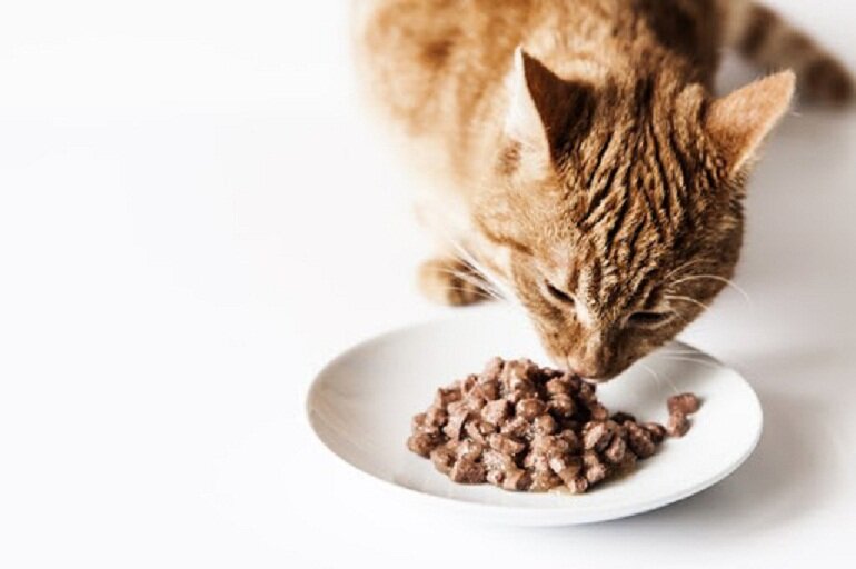 Chọn thức ăn khô cho mèo