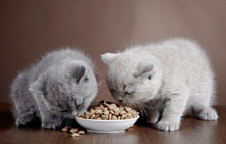 What do 2 month old kittens eat?