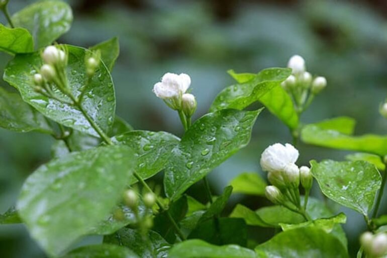 Lá hoa nhài chữa bệnh sởi