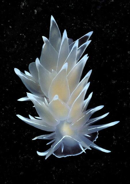 Frosted nudibranch. (Photo by David Hall)