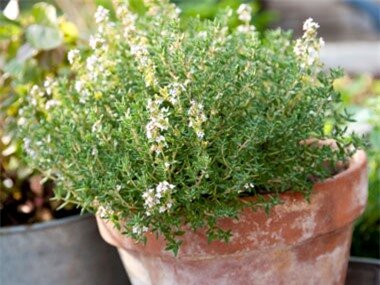 healing plants to grow, thyme