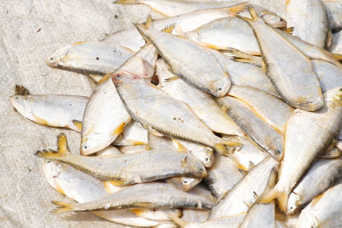 Sardines have a delicious taste and contain many beneficial substances