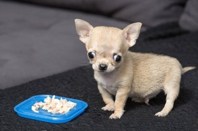 Chó Chihuahua cần cung cấp nhiều chất đạm thông qua các loại thịt