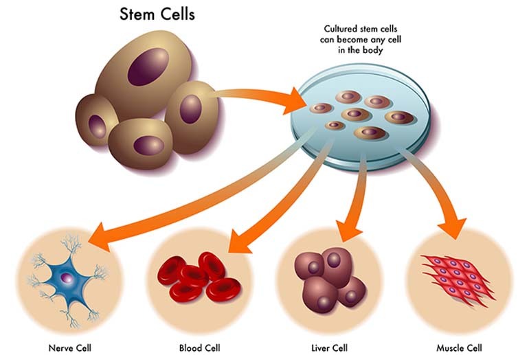 tế bào gốc cho da tốt nhất