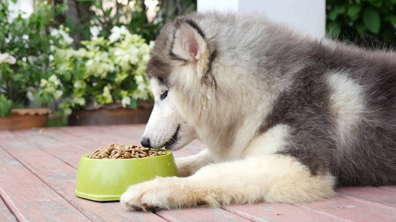 Thức ăn khô cung cấp đầy đủ dưỡng chất quan trọng và cần thiết cho chó Alaska