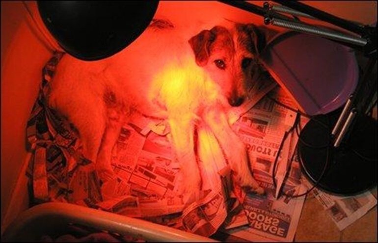 Sử dụng đèn sưởi chó mèo kết hợp cùng ổ giường nằm cho thú cưng. 