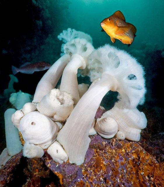 Plumose anemones with kelp greenling. (Photo by David Hall)