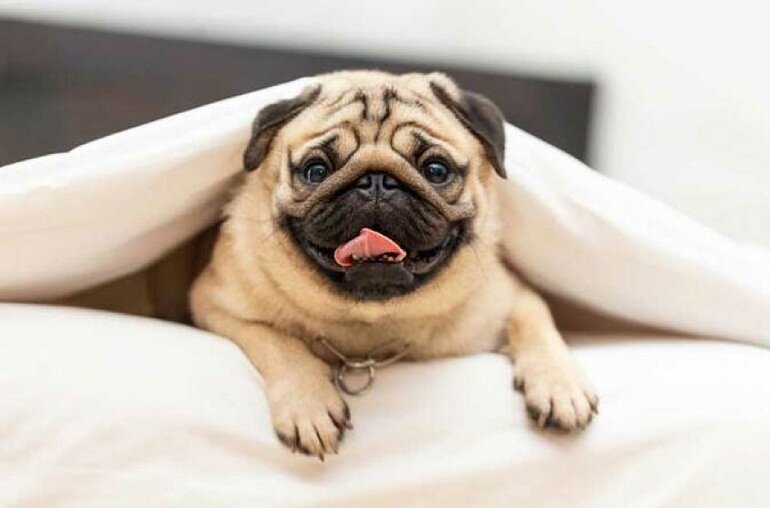 Pug dogs are chosen by many people as pets because of their adorable appearance, intelligence, affection and loyalty.