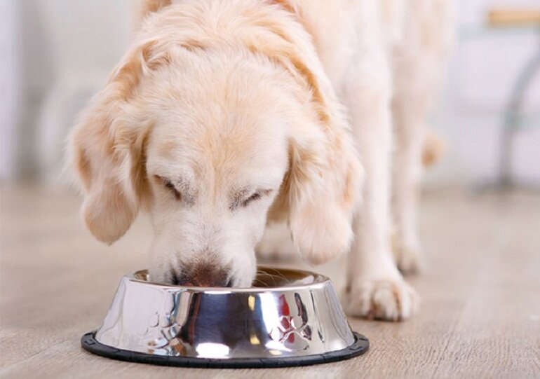 Thức ăn Classic Pet giúp các boss chó phát triển toàn diện