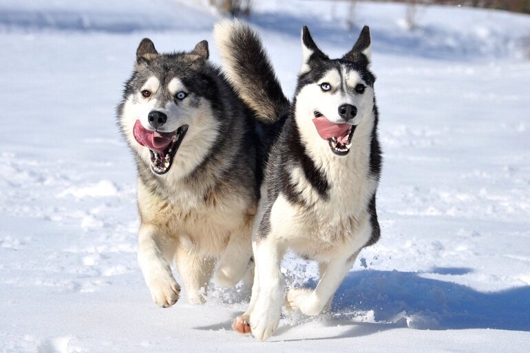 Husky is the most durable and strong sled dog breed, originating from Russia