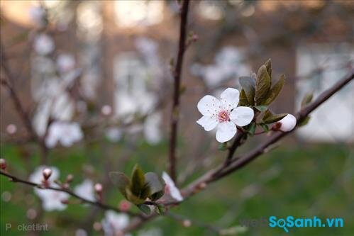 Ảnh chụp gần một bông hoa, các chi tiết hiển thị tốt, nền bokeh mềm mại