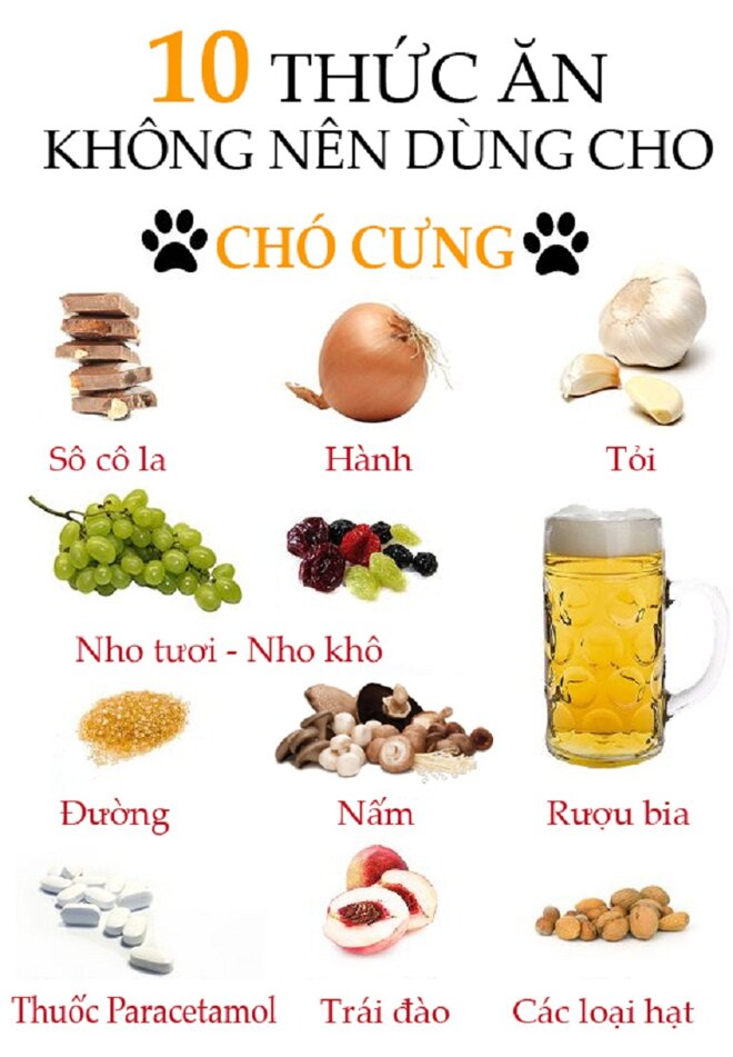 Những thức ăn các chú chó nên tránh xa