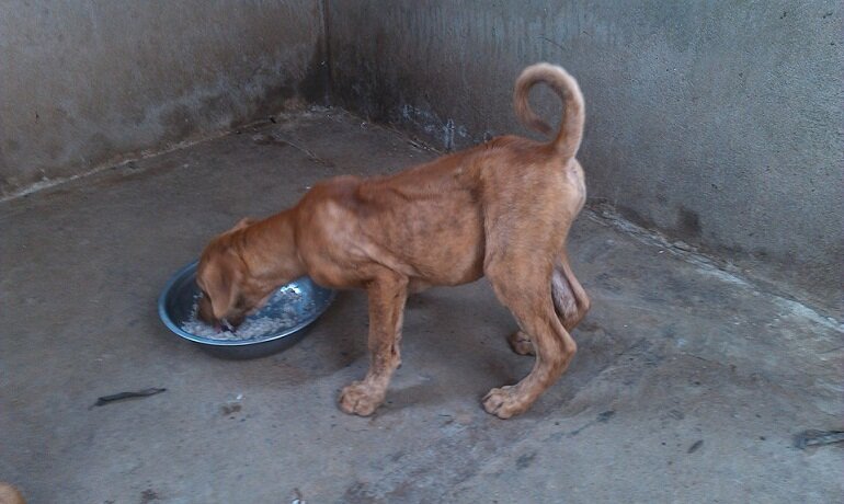 You should not feed Phu Quoc dogs too much