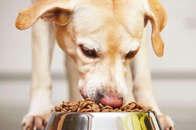 Chọn chế độ dinh dưỡng phù hợp với độ tuổi của chó