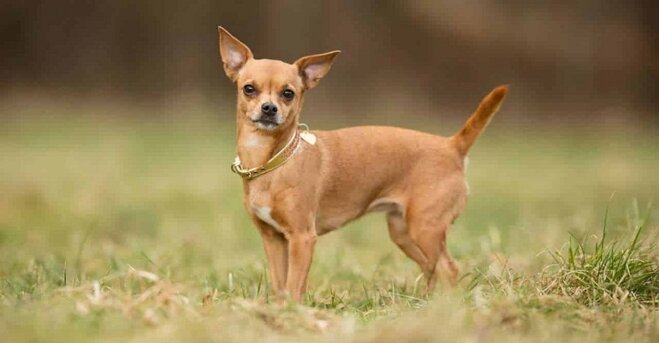 Chó Chihuahua có xuất xứ từ Mexico và là giống chó cảnh siêu tí hon siêu đáng yêu