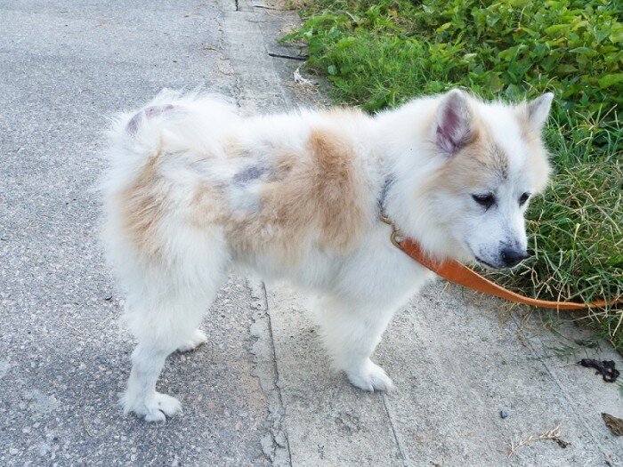 Your dog's hair loss causes loss of aesthetics and affects the living environment  