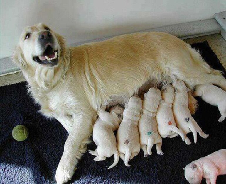 Puppies should be breastfed for the first 3 weeks