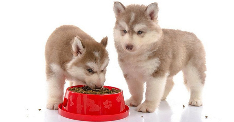 Cần ngâm thức ăn khô với nước cho mềm ra trước khi cho chó con ăn