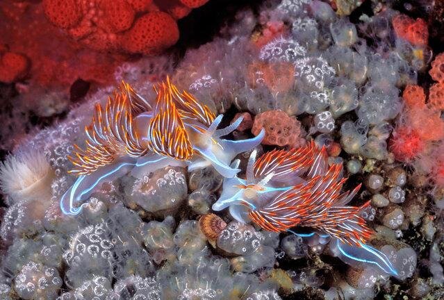 Opalescent nudibranch with colonial tunicates. (Photo by David Hall)