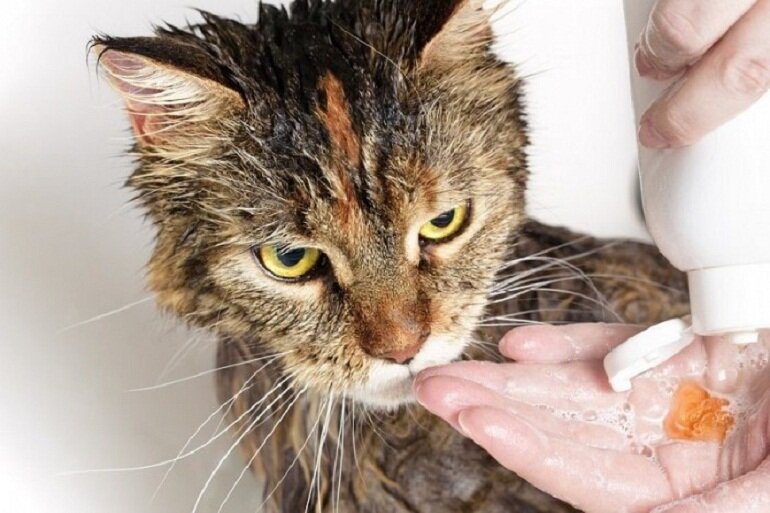 Nên sây khô cho mèo sau khi tắm xong