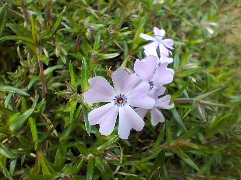 Review camera điện thoại Samsung Galaxy A26 5G trên thực tế