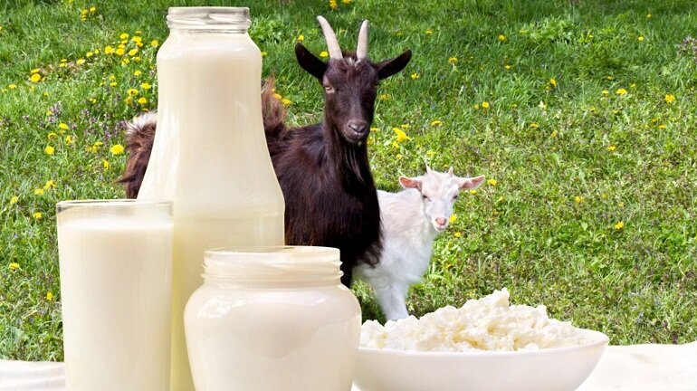 Sữa dê: sữa có canxi hữu cơ bao nhiêu?