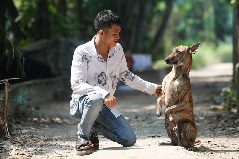 Chú chó Phú Quốc là một loại chó duy nhất và đặc biệt có giá trị. Trong hình ảnh này, bạn sẽ nhìn thấy thức ăn ngon lành được tặng cho các chú cún \