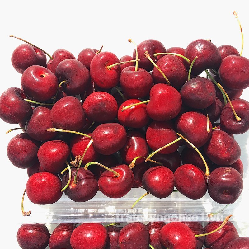 Khó ai có thể từ chối những quả sơ ri mọng nước, ngọt lịm này