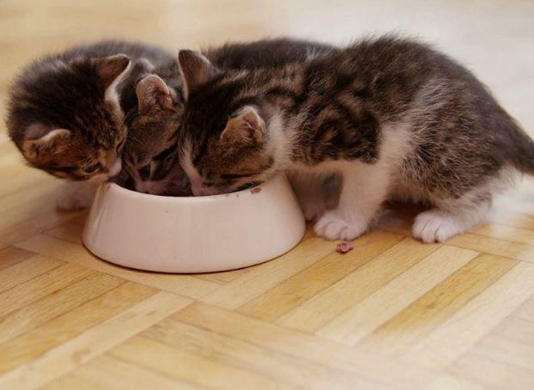 Hương vị thơm ngon, hấp dẫn nên các chú mèo rất thích thức ăn Me-o